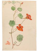 Hilma af Klint, Botanical Drawing c1890. Courtesy Hilma af Klint Foundation.