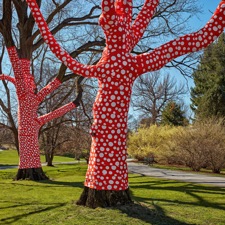 Yayoi Kusama. Ascension of Polka Dots on the Trees, 2002/2021, The New York Botanical Garden. Printed polyester fabric, bungees, and aluminum staples installed on existing trees, Site-specific installation, dimensions variable, Collection of the artist. Photo: Robert Benson Photography.