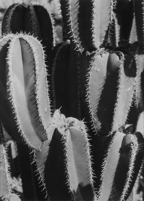 Manuel Alvarez Bravo. Organ Pipe Cacti, 1929-1930. Platinum print. © Colette Urbajtel/Asociación Manuel Álvarez Bravo.