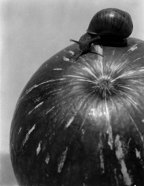 Manuel Alvarez Bravo. Snail, 1928. Gelatin silver print. © Colette Urbajtel/Asociación Manuel Álvarez Bravo.