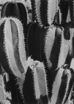 Manuel Alvarez Bravo. Organ Pipe Cacti, 1929-1930. Platinum print. © Colette Urbajtel/Asociación Manuel Álvarez Bravo.