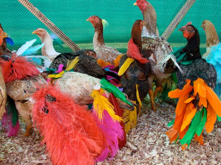 Laura Lima, Gala Chickens, 2004. Image courtesy of the artist.