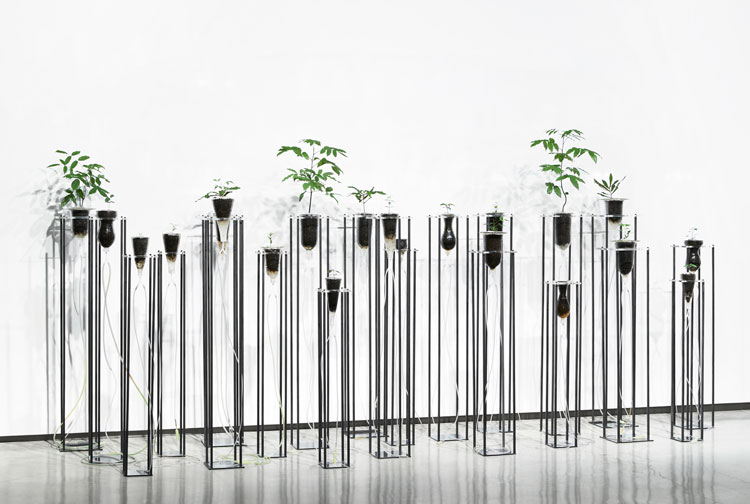 Janet Laurence, Cellular Gardens (Where Breathing Begins, 2005. Installation view, Janet Laurence: After Nature, Museum of Contemporary Art Australia, Sydney, 2019. Stainless steel, mild steel, acrylic, blown glass, rainforest plant specimens, Museum of Contemporary Art, purchased with funds, provided by the Coe and Mordant families, 2006, rainforest plant specimens from the Rainforest Seed Conservation Project, Australian PlantBank, Australian Botanic Garden, Mount Annan, image courtesy the Museum of Contemporary Art Australia © the artist. Photo: Zan Wimberley.