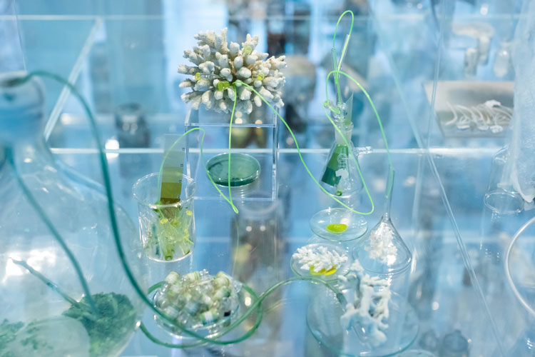 Janet Laurence, Deep Breathing: Resuscitation for the Reef, 2015–16 (detail). Installation view, Janet Laurence, After Nature, Museum of Contemporary Art Australia, Sydney, 2019. Image courtesy Jacquie Manning.