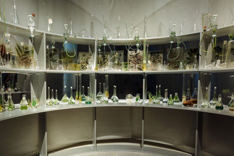 Janet Laurence, Desire (Elixir Lab), 2018-19 (detail). Installation view, Janet Laurence: After Nature, Museum of Contemporary Art Australia, Sydney, 2019. Laboratory glass, plant specimens, duraclear, acrylic, water crystals, plant elixirs, blown glass vials, performance, blown glass: Sophia Emmett, performer: Keila Terencio, collection of the artist, image courtesy the Museum of Contemporary Art Australia © the artist. Photo: Zan Wimberley.