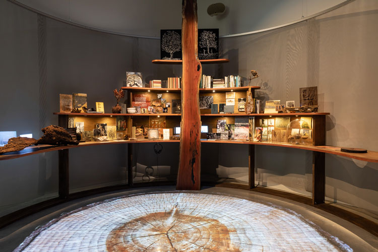 Janet Laurence, Knowledge (Tree of Life), 2018-19. Installation view, Janet Laurence: After Nature, Museum of Contemporary Art Australia, Sydney, 2019. Botanical books from the artist’s private library, artist’s sketchbooks, wood specimens, prints on watercolour paper, prints on opalescent paper, handwritten texts, video extracts, plywood, metal, duraclear, bird’s nest, audio: Dr Ann Jones and Prof David Lindenmayer, ‘Sounds of a wild night in the forest’, Off Track, ABC, source imagery: m3architecture, Brisbane; The Wilderness Society; City of Sydney; Spring Bay Mill; Bob Brown Archive; and the Centre for Compassionate Conservation, University of Technology Sydney, collection of the artist, image courtesy the Museum of Contemporary Art Australia © the artist. Photo: Zan Wimberley.