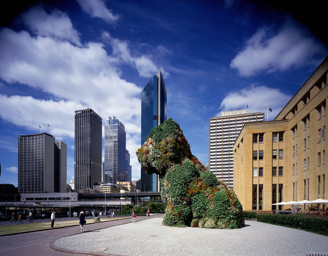 Kaldor Public Art Project 10: Jeff Koons, Puppy, Museum of Contemporary Art forecourt, Sydney, 12 December 1995 – 17 March 1996. Photo: Eric Sierins.