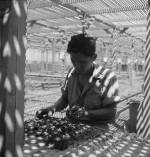 Dorothea Lange. Manzanar Relocation Center, Manzanar, California. An evacuee is shown in the lath house sorting seedlings for transplanting. These plants are year-old seedlings from the Salinas Experiment Station, 1942. Courtesy National Archives