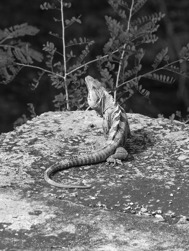 Marten Lange. Lizard, from Chicxulub, 2016.