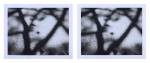 Peter Liversidge. New York Tree Shadow, 2015. Pair of unique Fuji FP-100C photographs, image: 2 7/8 x 3 3/4 in (7.3 x 9.5 cm) each; Fuji: 3 3/8 x 4 1/4 in (8.5 x 10.8 cm) each. © Peter Liversidge. Courtesy: Sean Kelly, New York.