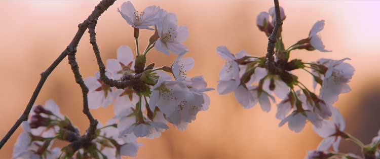 Sarah Morris. Sakura (still) 2018. HD digital video, 50 min 6 sec. © Sarah Morris.