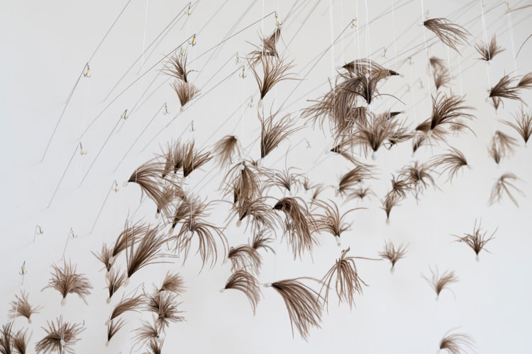 Susie MacMurray. Murmur, 2020. Ostrich feather barbs, piano wire, fish hooks, wax and upholstery thread, dimensions site specific. Photo: Ben Blackall and Steve Russell Studios.