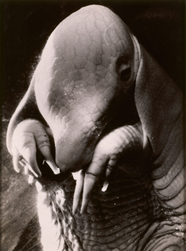 Dora Maar. Portrait of Ubu, 1936. Photographic, gelatin silver print, 24 x 18 cm. Centre Pompidou, Musée national d’art moderne, Paris. Photo © Centre Pompidou, MNAM-CCI / P. Migeat / Dist. RMN-GP. © ADAGP, Paris and DACS, London 2019.