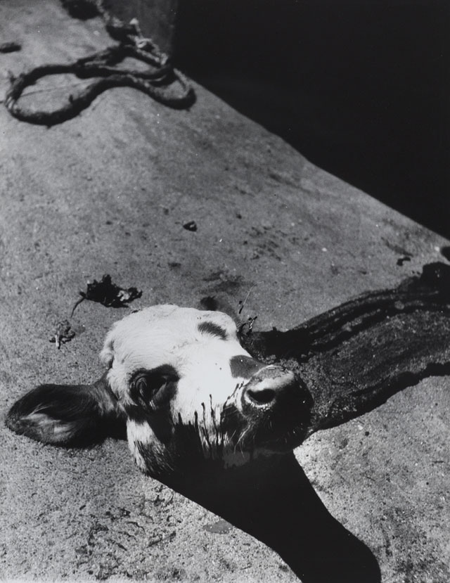 Dora Kallmus. Severed calf’s head in a Parisian slaughterhouse, c1954. Gelatin silver print, 31.7 × 24.5 cm. Museum für Kunst und Gewerbe Hamburg. Photo: Nachlass Madame d’Ora/ Museum für Kunst und Gewerbe Hamburg.
