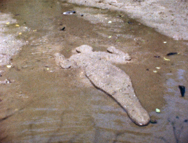 Ana Mendieta. Silueta de Arena, 1978. Super 8 film, colour, silent. Photograph: The Estate of Ana Mendieta Collection, LLC. Courtesy of Galerie Lelong & Co..