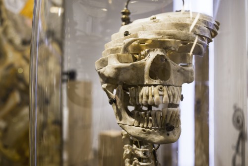 Ryan Matthew Cohn. Anatomical 12-Part Dissected Human Skull, 2014 (detail). Installation view. Photograph: Eric Scott.
