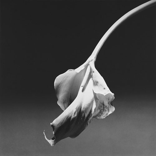 Robert Mapplethorpe. Calla Lily, 1986. Gelatin silver print, 92.7 x 92.7 cm. New York, Solomon R. Guggenheim Museum, Don de la Fondation Robert Mapplethorpe 1997. © Robert Mapplethorpe Foundation. Used by permission.