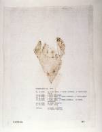 Mary Kelly. Post-Partum Document, 1973–79. <em>Documentation I, Analysed Faecal Stains and Feeding Charts</em>, (detail) 1974. Perpsex units, white card, diaper linings, plastic sheeting, paper,ink, 31 units, 28 x 35.5 cm each. Courtesy Werner Kaligofsy and the artist. Collection of the Art Gallery of Ontario.
