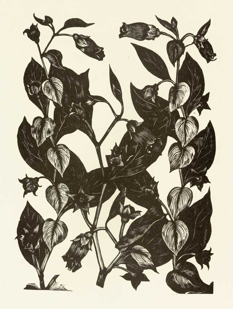 John Nash, Deadly Nightshade, 1927. Wood engraving, from the Buckinghamshire County Museum collections.