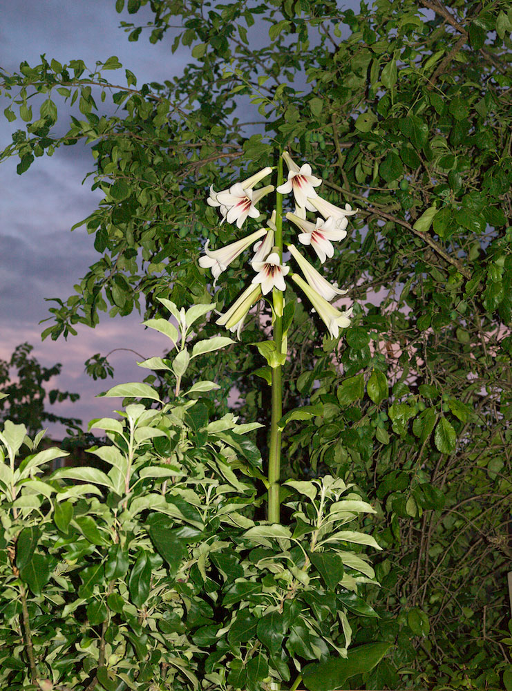 Wendy McMurdo, Night Garden (cardiocrinum), 2020. © the artist.