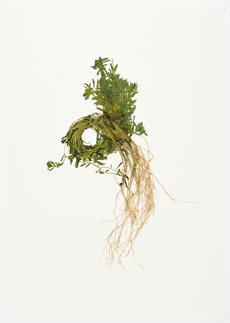 John Newling. Dear Nature, 2018. Courtesy the artist.