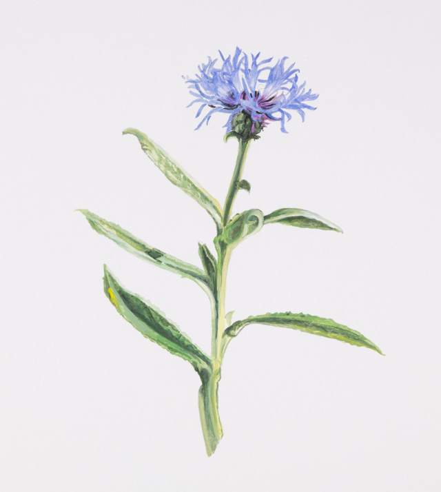 Maryam Najd, Botanic: National Amalgamation Project (detail). Blue Cornflower (Centaurea cyanus). Estonia, North Mecedonia, Germany (unofficial). Acrylic on paper, 11.69 x 16.54 in (29.7 x 42 cm). Photo: Miguel Benavides.