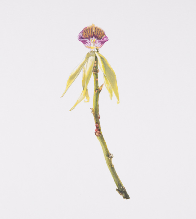 Maryam Najd, Botanic: National Amalgamation Project (detail). Black Orchid (Prosthechea cochleate). Belize. Acrylic on paper, 11.69 x 16.54 in (29.7 x 42 cm). Photo: Miguel Benavides.