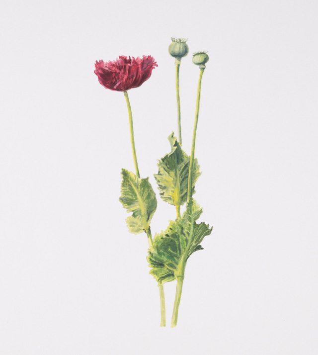 Maryam Najd, Botanic: National Amalgamation Project (detail). Poppy Flowers (Papaver rhoeas). Belgium. Acrylic on paper, 11.69 x 16.54 in (29.7 x 42 cm). Photo: Miguel Benavides.