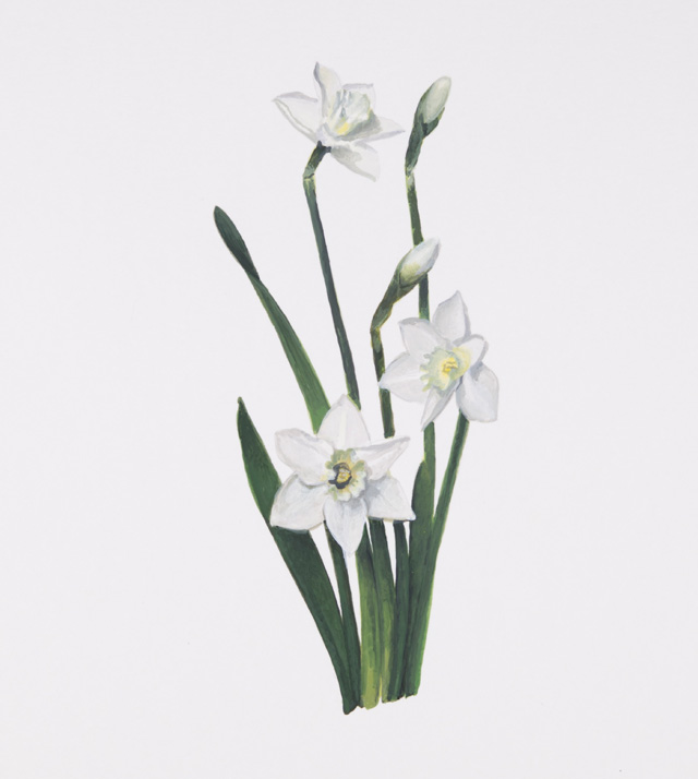 Maryam Najd, Botanic: National Amalgamation Project (detail). Daffodils (Narcissus poeticus). Andorra. Acrylic on paper, 11.69 x 16.54 in (29.7 x 42 cm). Photo: Miguel Benavides.