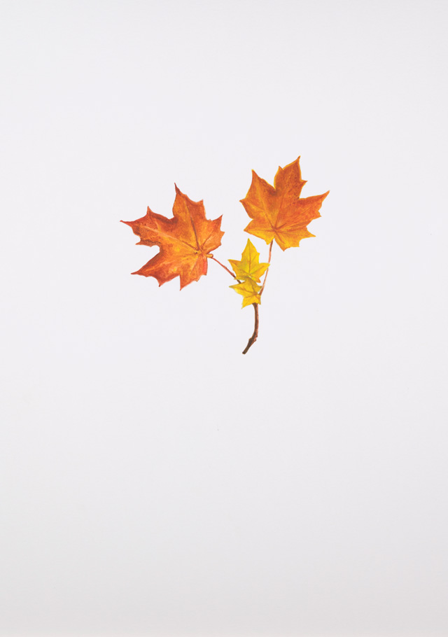 Maryam Najd, Botanic: National Amalgamation Project (detail). Mapple leaf (Acer saccharum). Canada. Acrylic on paper. 11.69 x 16.54 in (29.7 x 42 cm). Photo: Miguel Benavides.