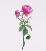 Maryam Najd, Botanic: National Amalgamation Project (detail). Kazan Rose or Damask Rose (Rosa x damascene), Bulgaria. Acrylic on paper, 11.69 x 16.54 in (29.7 x 42 cm). Photo: Miguel Benavides.