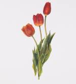Maryam Najd, Botanic: National Amalgamation Project (detail). Tulip (Tulipa). Afghanistan, Netherlands and Turkey. Acrylic on paper, 11.69 x 16.54 in (29.7 x 42 cm). Photo: Miguel Benavides.