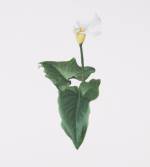 Maryam Najd, Botanic: National Amalgamation Project (detail). Calla Lily (Zantedeschia aethiopica). Ethiopia. Acrylic on paper, 11.69 x 16.54 in (29.7 x 42 cm). Photo: Miguel Benavides.