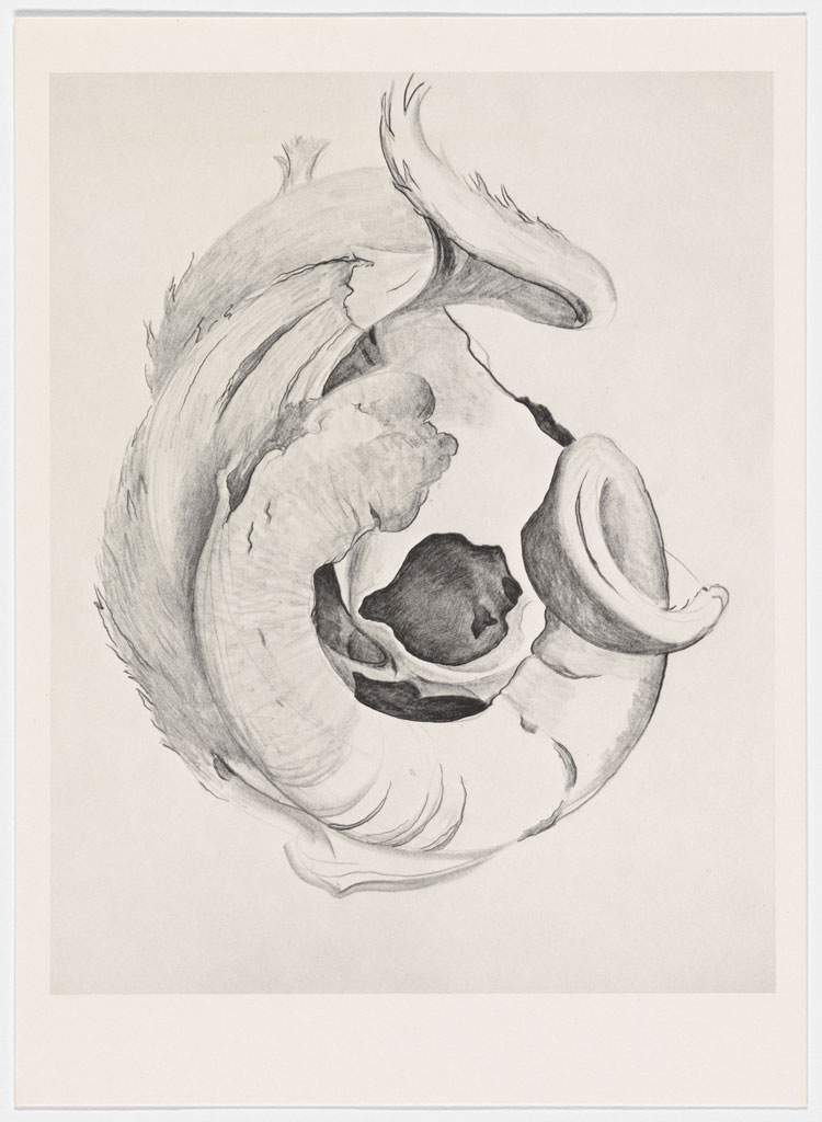 Georgia O'Keeffe, Goat's Horns II, 1945, from Some Memories of Drawings, 1974. © Georgia O'Keeffe Museum / DACS, London 2021. Photo: Anna Arca.