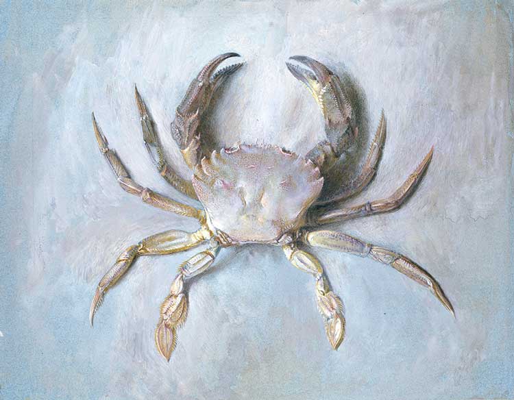 John Ruskin. Study of a Velvet Crab, c1870–1. Graphite, watercolour and bodycolour on grey-blue paper, 24.5 × 31.5 cm. Ashmolean Museum, University of Oxford.