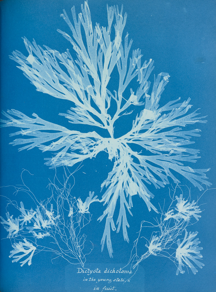 Anna Atkins, Plate 55 – Dictyota dichotoma, on the young state and in fruit, Photographs of British Algae: Cyanotype Impressions, 1853, Volume 1 (Part 1). Photo copyright Horniman Museum and Gardens.