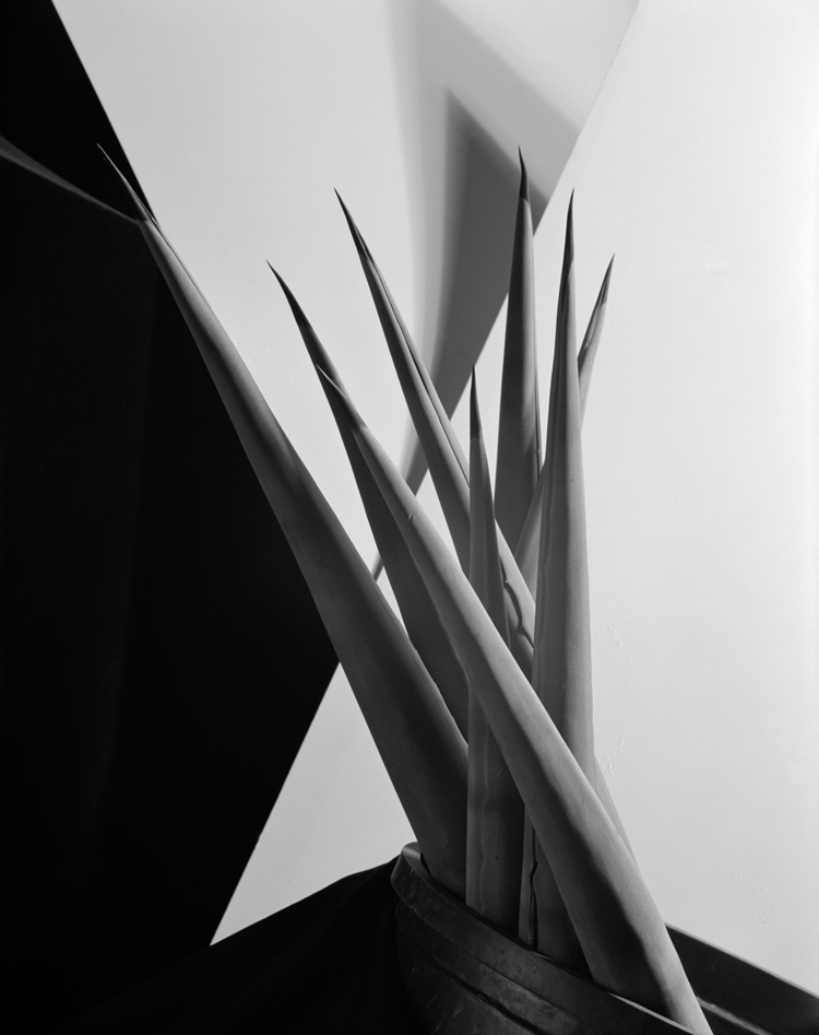 Imogen Cunningham, Agave Design I,1920s. © The Imogen Cunningham Trust.