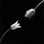 Robert Mapplethorpe, Tulip, 1984. © Robert Mapplethorpe Foundation. Used by permission.