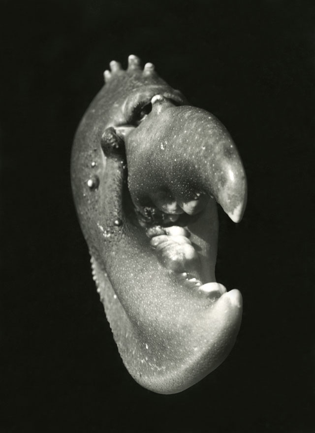 Jean Painlevé. Lobster Claw, 1929. © Archives Jean Painlevé, Paris. Image courtesy of Archives Jean Painlevé, Paris.