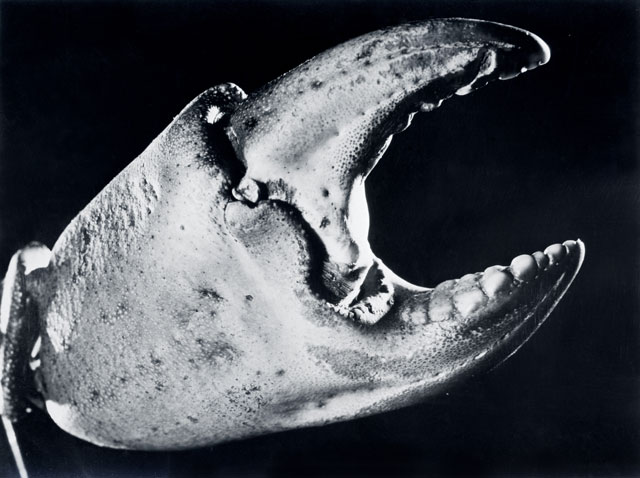 Jean Painlevé. Crab Claw, 1928. © Archives Jean Painlevé, Paris. Image courtesy of Archives Jean Painlevé, Paris.