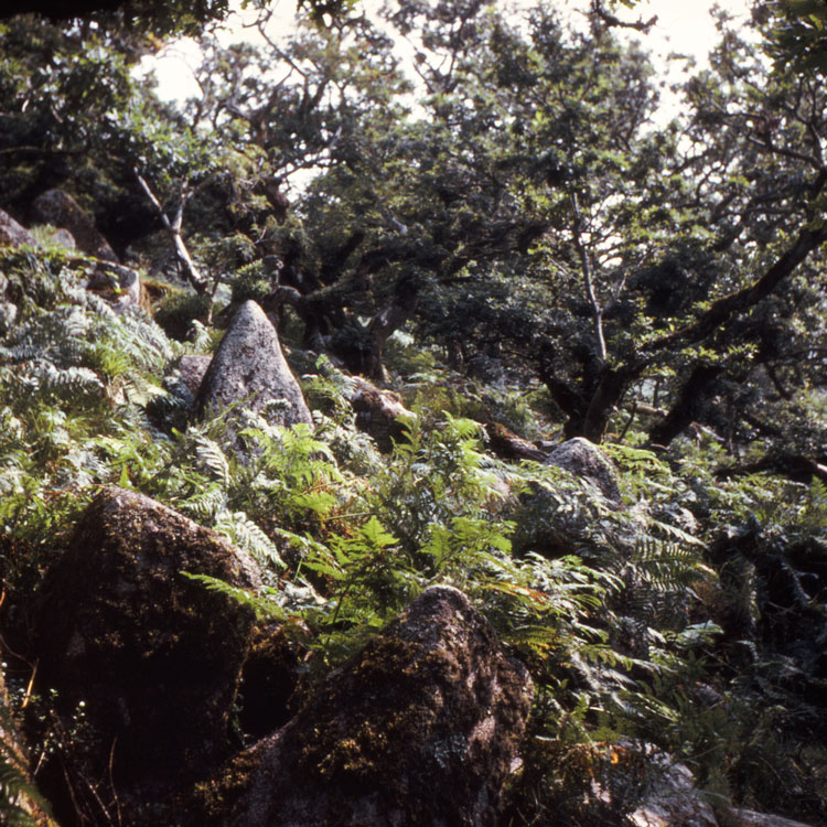 Nancy Holt, Wistman's Wood (detail), 1969, printed 2012. (Dartmoor, RAMM, Exeter, 2024). © Holt Smithson Foundation, Licensed by Artists Rights Society, New York.