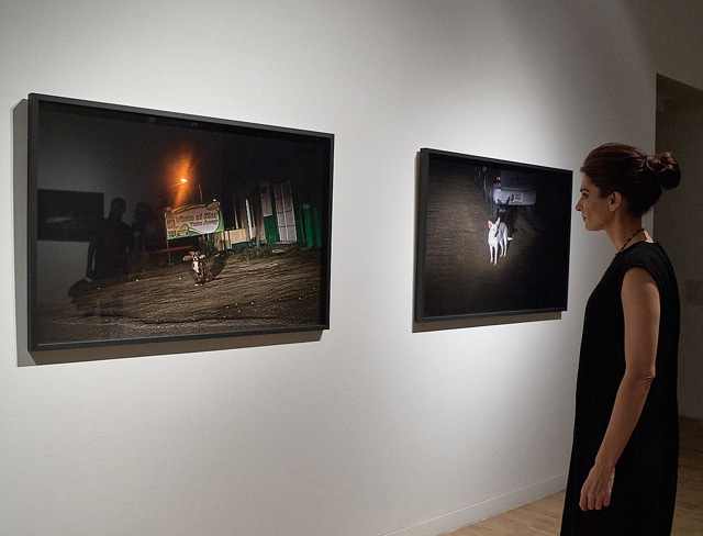 Yapci Ramos. Perras, 2012. Installation comprising 10 photographs and one video, photos  80 x 120 cm, video duration: 2 min 08’’ sec.  Location: Aruba (formerly part of Netherlands Antilles). Installation fragment view at TEA Tenerife Espacio de las Artes, Spain. Photo: Manuel Vias.