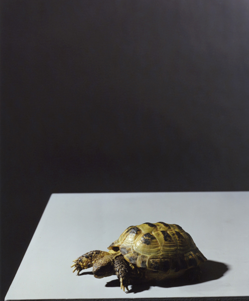 Olivier Richon. <em>Portrait of a tortoise</em>, 2008. C-type print, 90 x 74 cm.