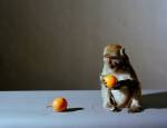 Olivier Richon. <em>Portrait of a monkey with fruit</em>, 2008. C-type print, 91 x 115 cm.