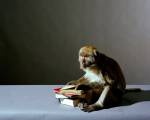 Olivier Richon. <em>Portrait of a monkey with books</em>, 2008. C-type print, 91 x 115 cm.