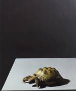 Olivier Richon. <em>Portrait of a tortoise</em>, 2008. C-type print, 90 x 74 cm.