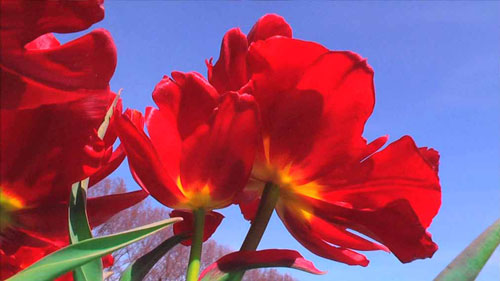 Pipilotti Rist. Lobe Of The Lung, 2009. Audio video installation (Video still 2).