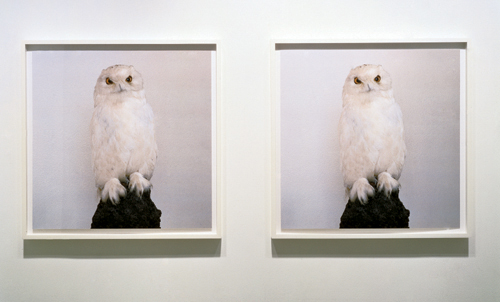 Roni Horn. Dead Owl, 1998. Two Iris prints, 73.7 x 73.7 cm each. Musée d’art moderne de la Ville de Paris.