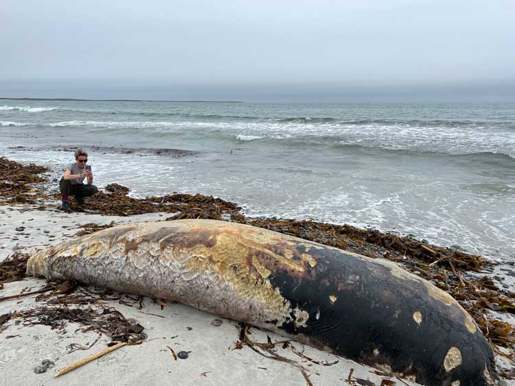 Mella Shaw with beached whale, South Uist. Photo © David Evans.