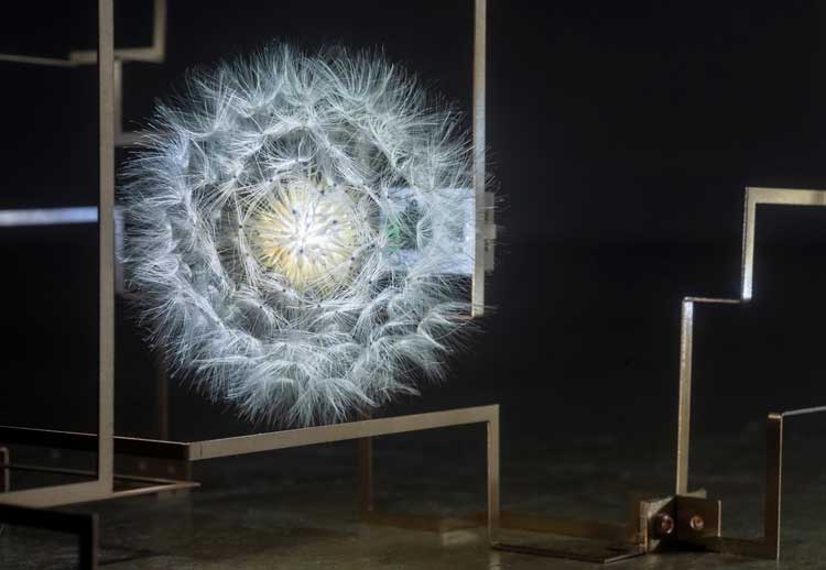 Studio Drift. Fragile Future III, 2005. Light sculpture, phosphor bronze, dandelions, LED, electronics. Photo: Henning Rogge.